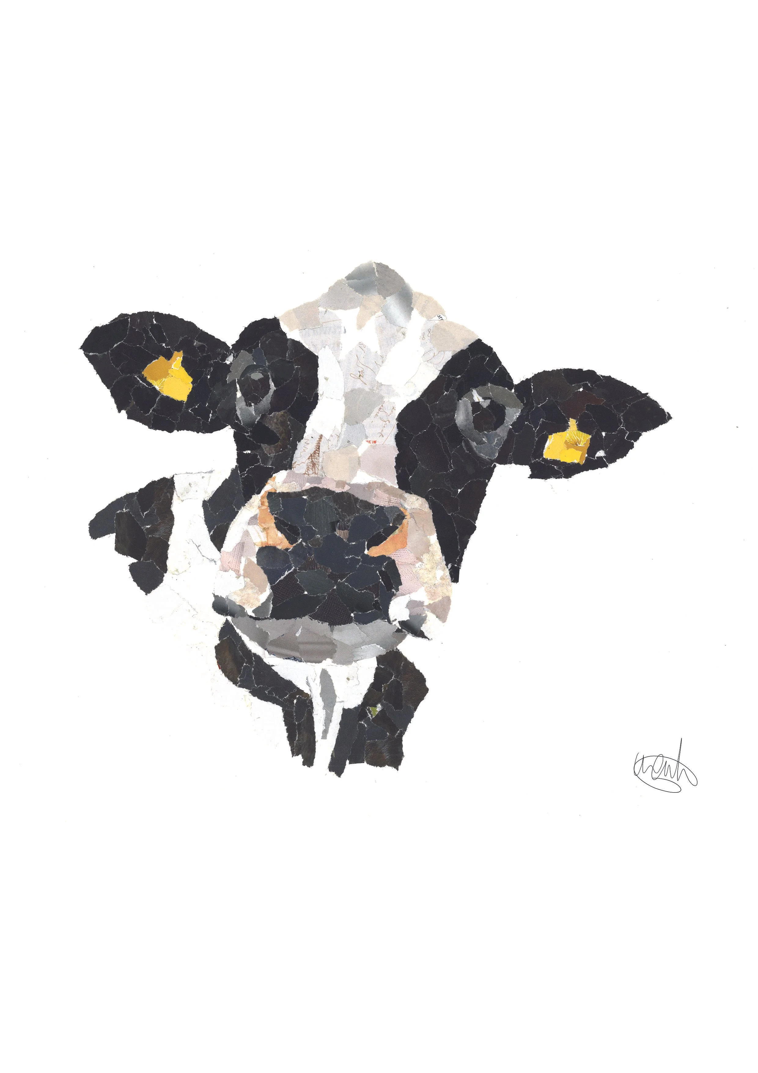 dry cow.jpg