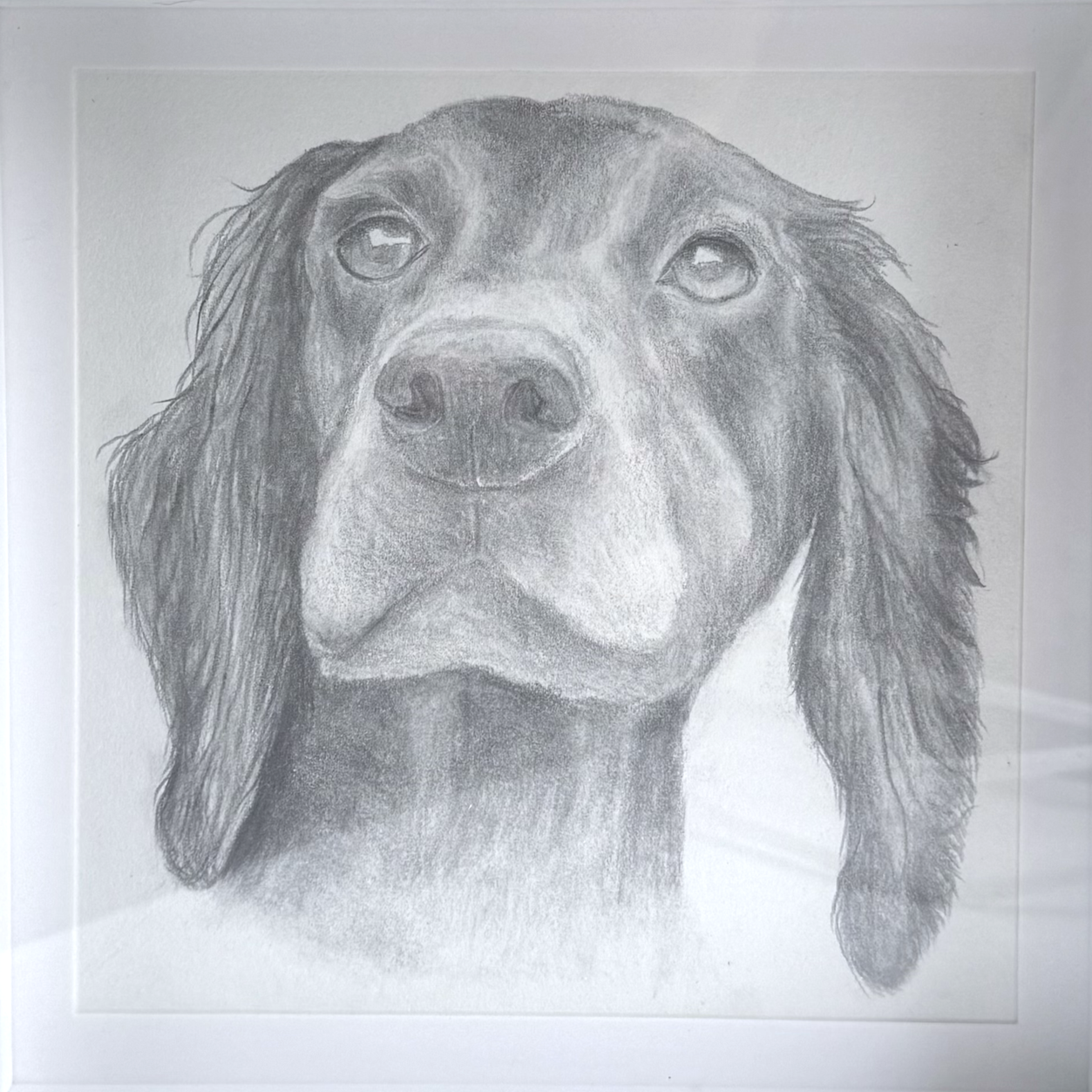 Pencil drawing of a dog's face, likely a Labrador Retriever or similar breed, with long ears and expressive eyes.
