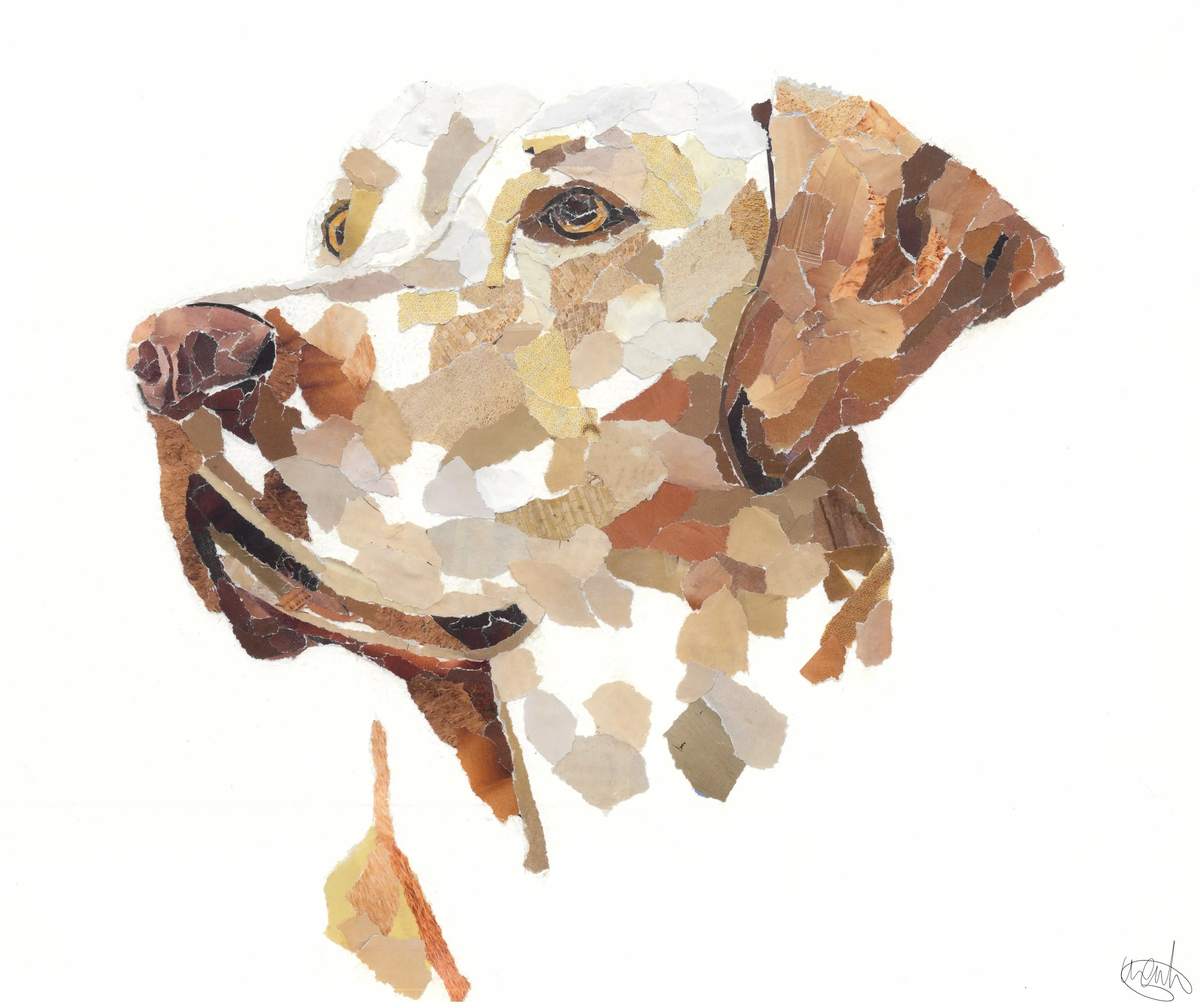 Golden Labrador Print