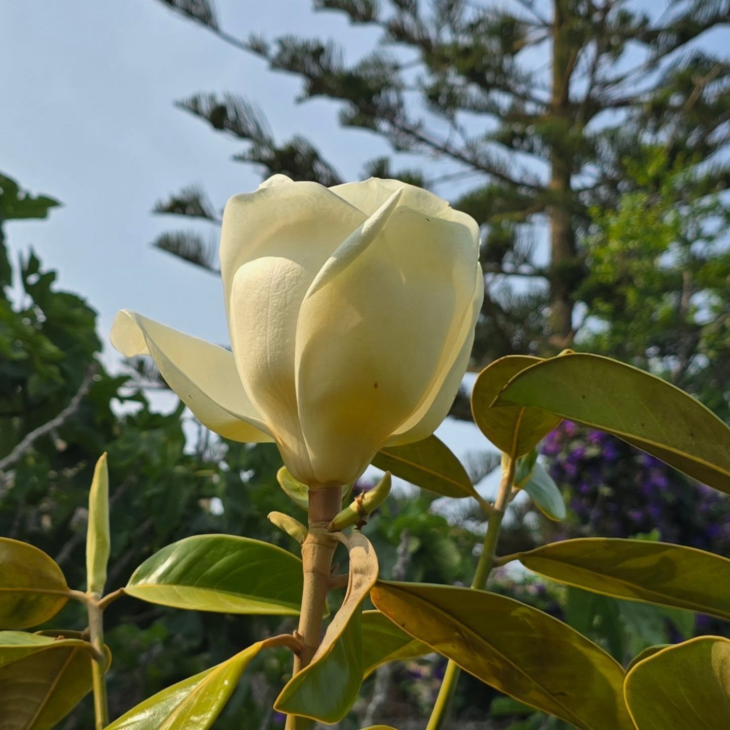 La magnolia nunca falla. A finales de mayo o a principios de junio, florece. 😍

#magnoliagrandiflora #flor #flores #primavera #&aacute;rbol #&aacute;rboles #plantas #jard&iacute;n #jardiner&iacute;a