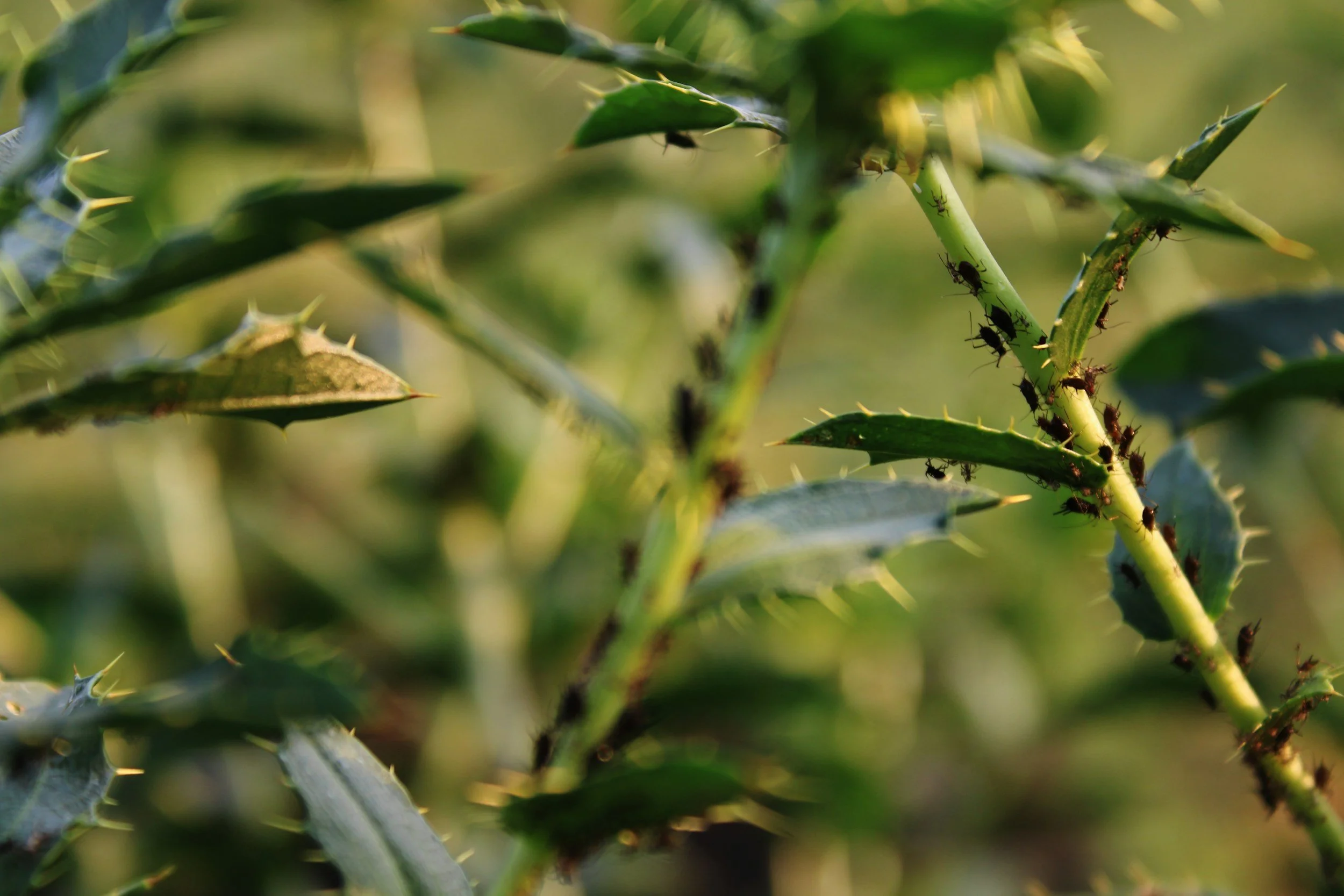 5 plagas que atacan a las plantas y su tratamiento
