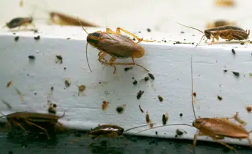 Cockroaches on a white surface with dirt and debris.