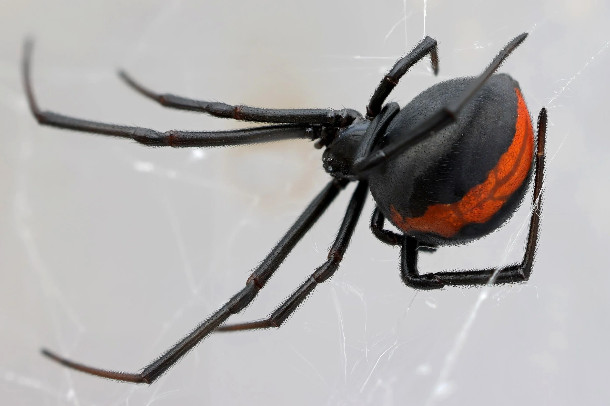 Redback spider in its web