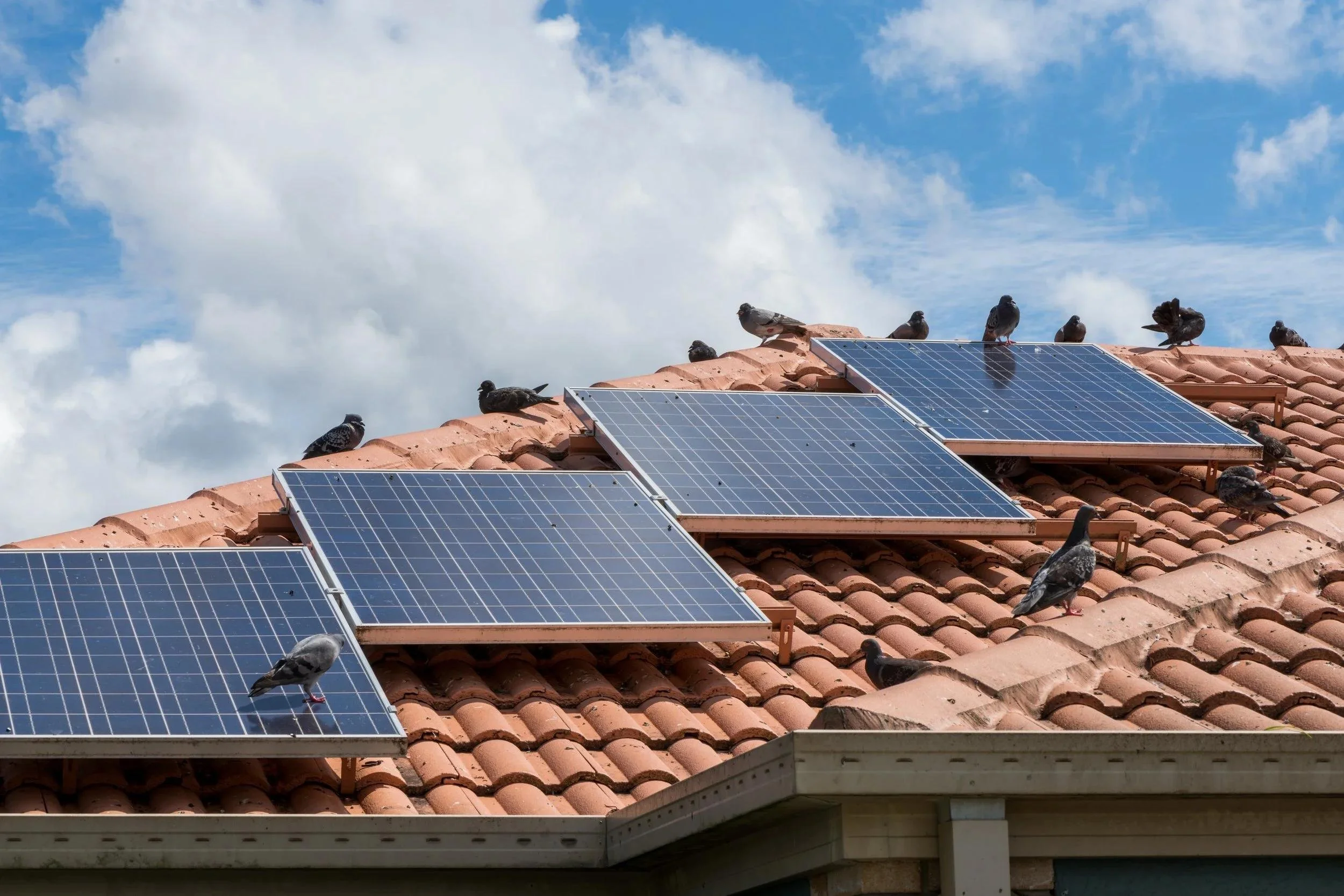 Pigeons gathered around rooftop solar panels
