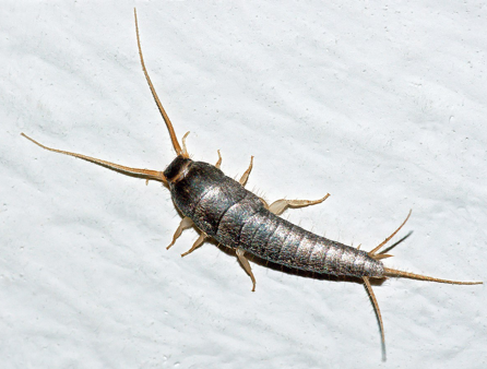 Close-up of a silverfish insect on a white surface.