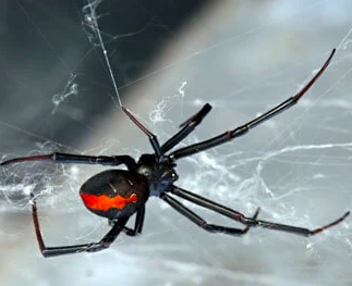 Black widow spider with red markings on its abdomen on a web.