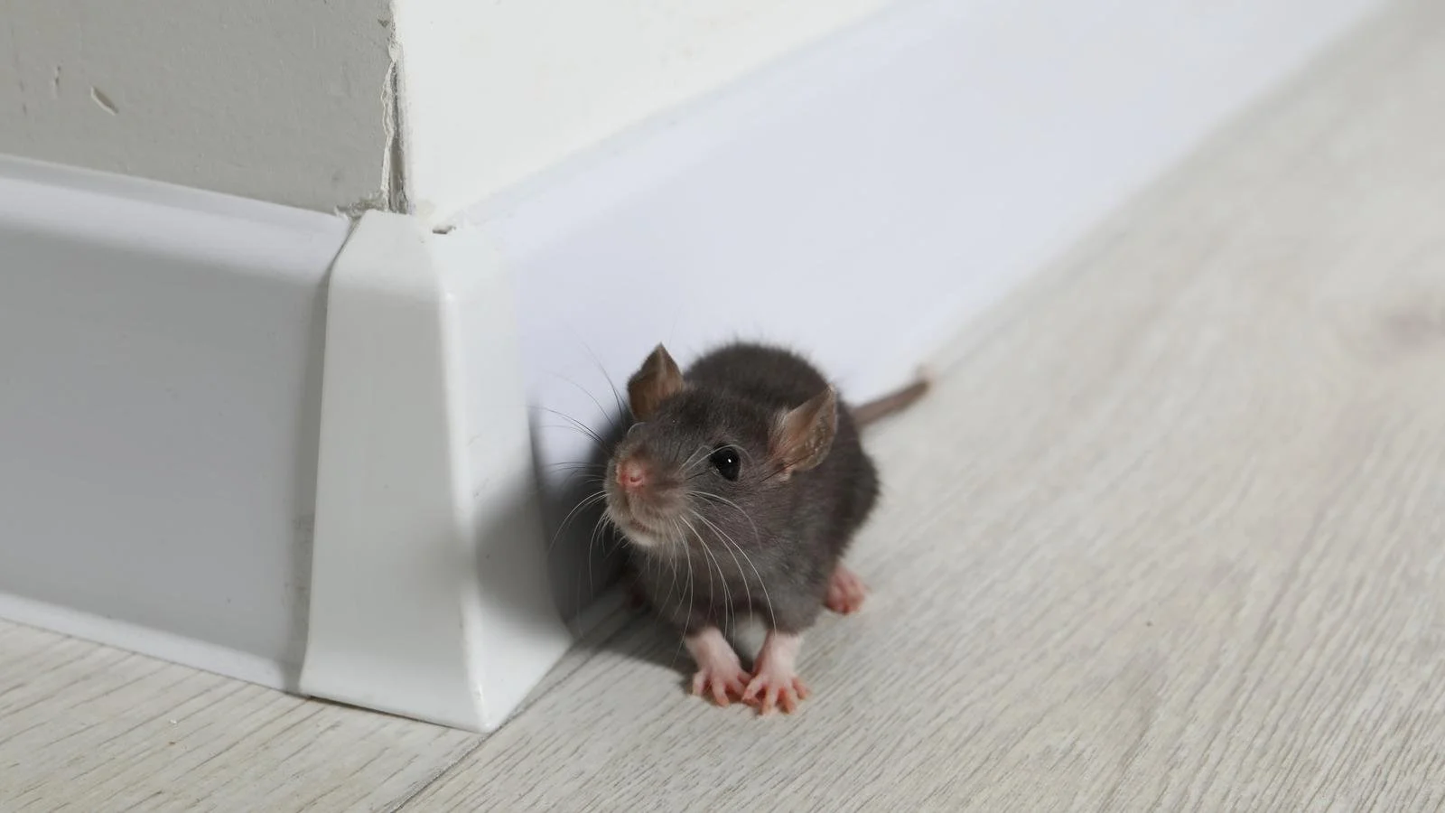 Mouse entering a gap near a wall