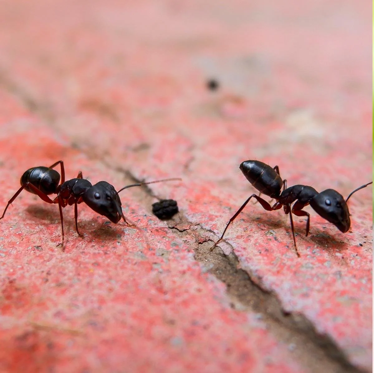 Ants moving across outdoor paving