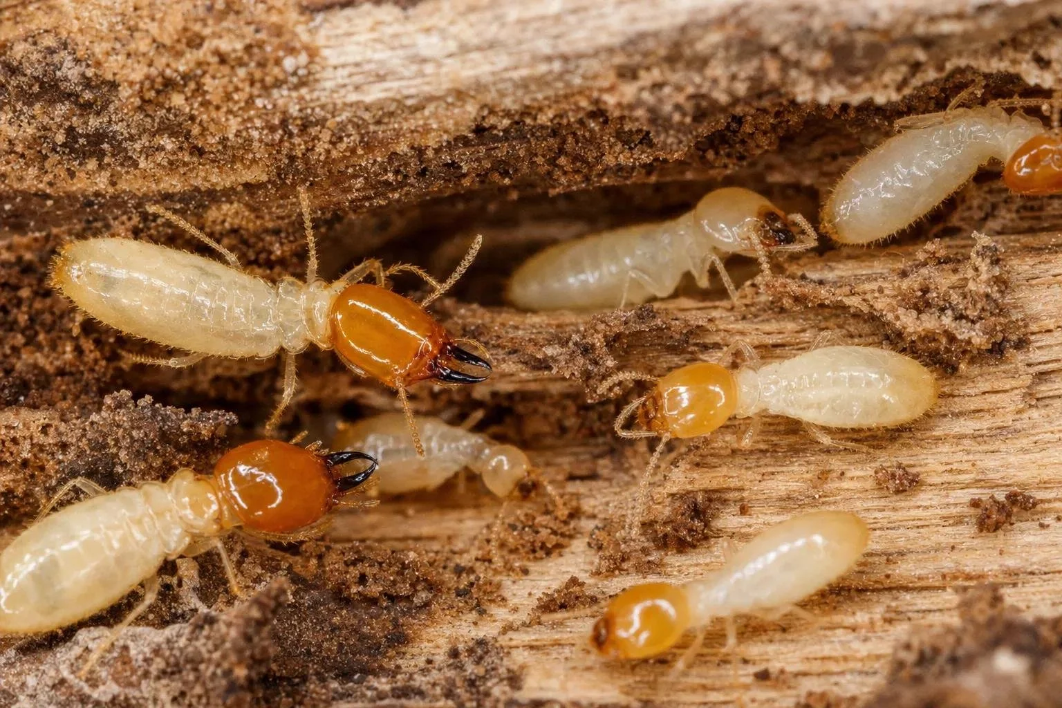Termites moving through damaged timber
