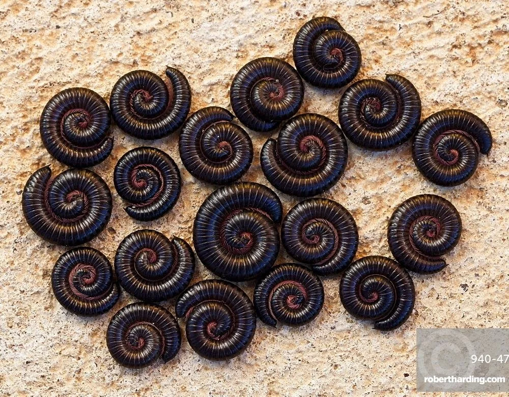 Portuguese millipede curled on the ground