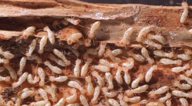 Close-up of numerous white termite insects on wood surface.