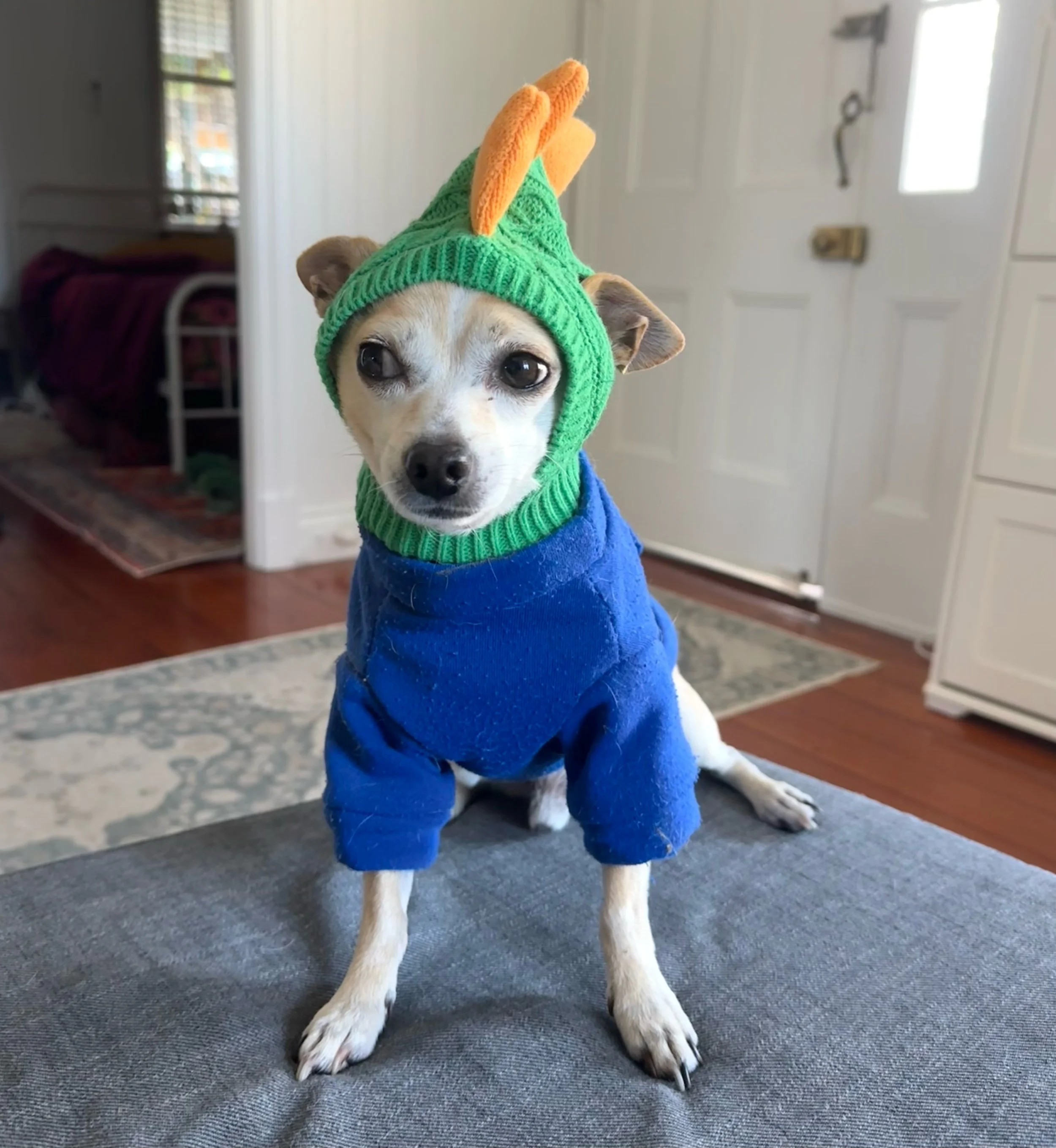 🐶❄️ Bowie is ready for winter&hellip; and as you can see by his expression, he&rsquo;s most unimpressed that dogs aren&rsquo;t allowed to join our one day Winter Retreat. 

There are a few spots left, PM or check out the link if you&rsquo;d like to 