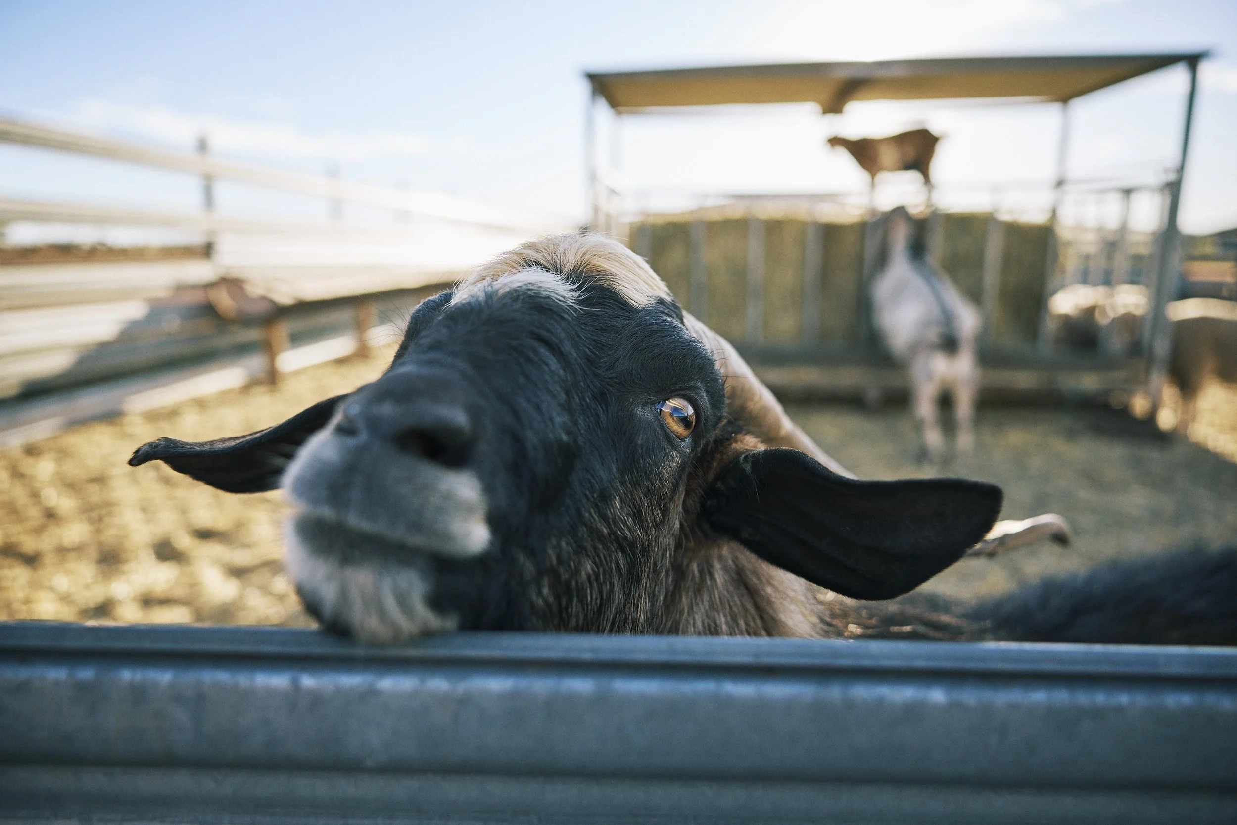 Close-up of a goat lying on the ground with a second goat in a pen in the background, outdoors on a sunny day.