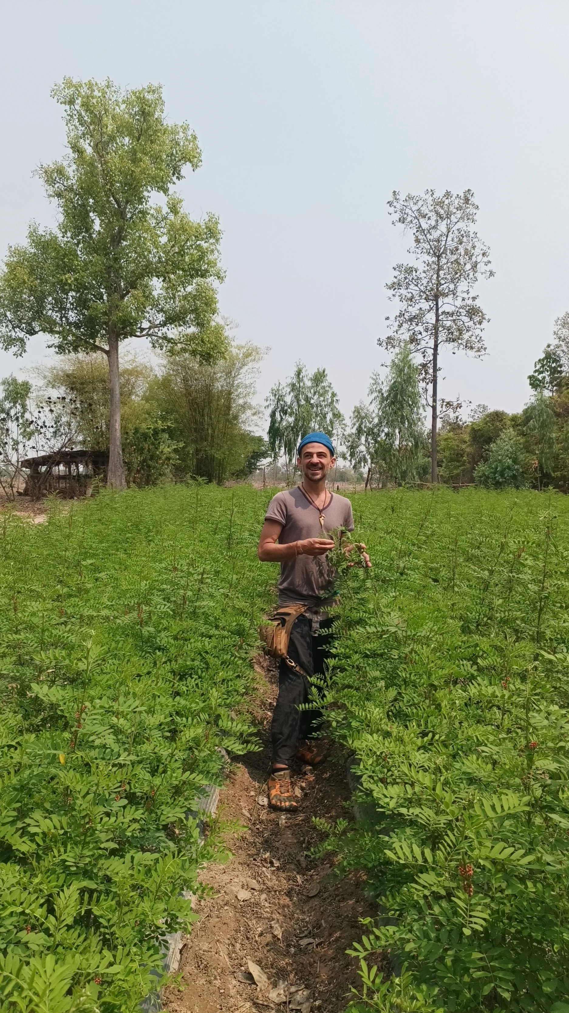 Un homme souriant dans un champ de plantes, tenant des plantules, avec des arbres en arrière-plan under un ciel clair.