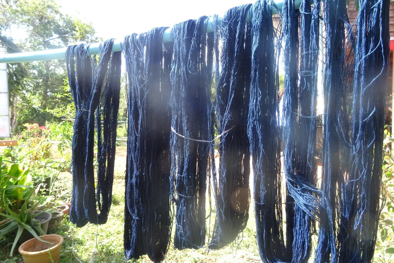 Des fils de coton bleu suspendus pour le teinture dans un jardin en plein air.
