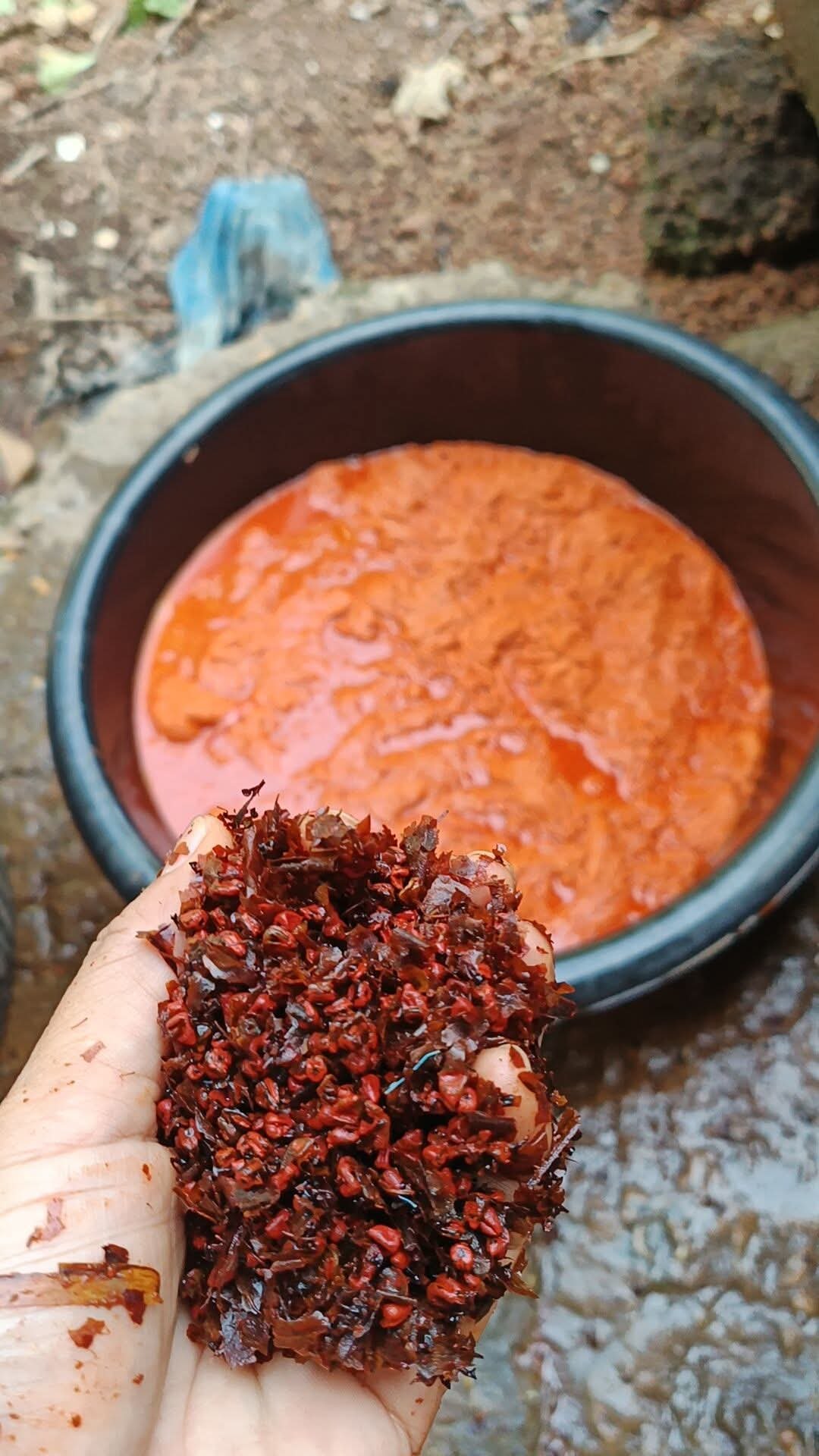 Une main tenant du bois de fer finement haché, avec un récipient contenant une sauce rougeâtre dans un environnement extérieur en terre.