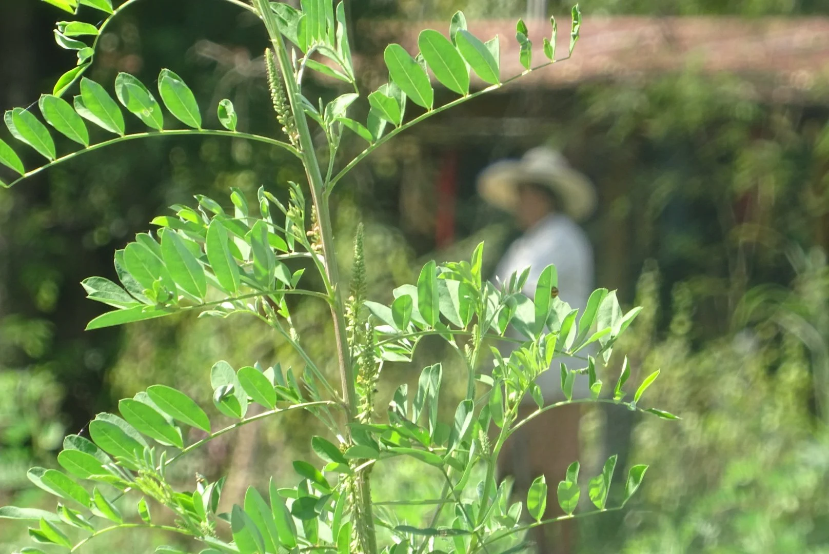 Feuilles vertes sur une plante avec une personne floue en arrière-plan portant un chapeau dans un environnement naturel.