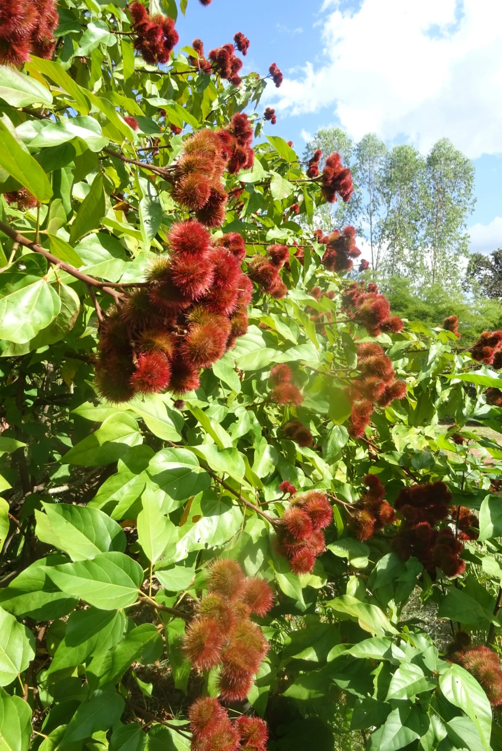 Rambutes de fruits rouges crémeux et duveteux suspendus aux branches d'un arbre aux grandes feuilles vertes, sous un ciel partiellement nuageux.
