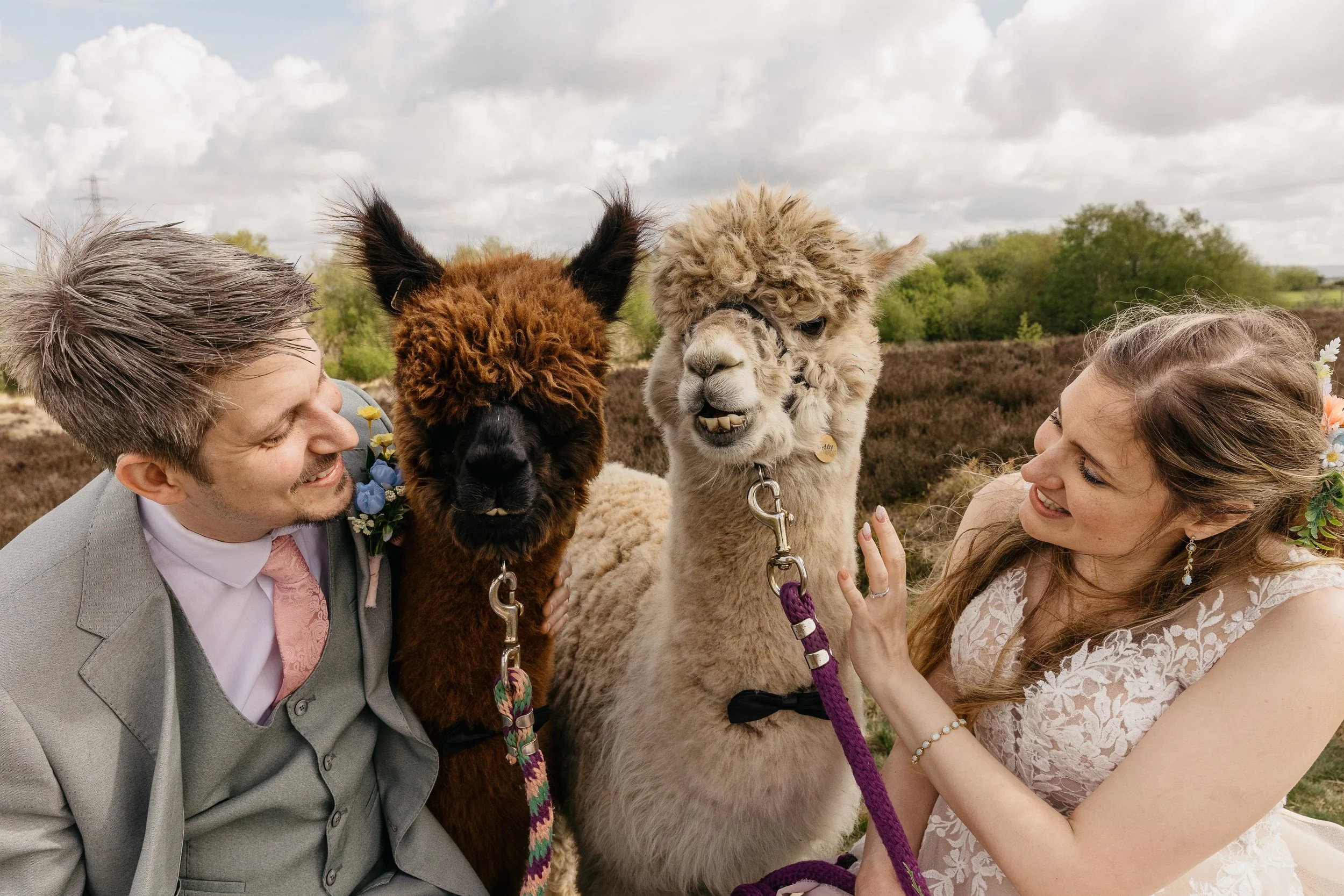 A fun and irresistibly charming wedding moment captured by YU Photography, showing the couple posing with two friendly alpacas during their celebration. Both partners lean in with delighted smiles as the alpacas stand proudly between them, their fluf