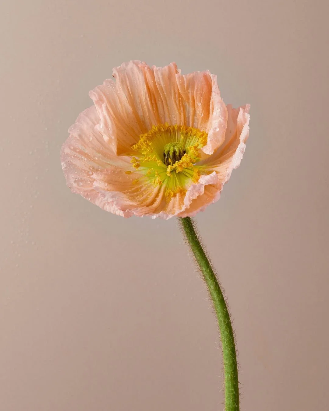 A close up of an Icelandic Poppy like the ones from Dua Lipa's mono-bouquet