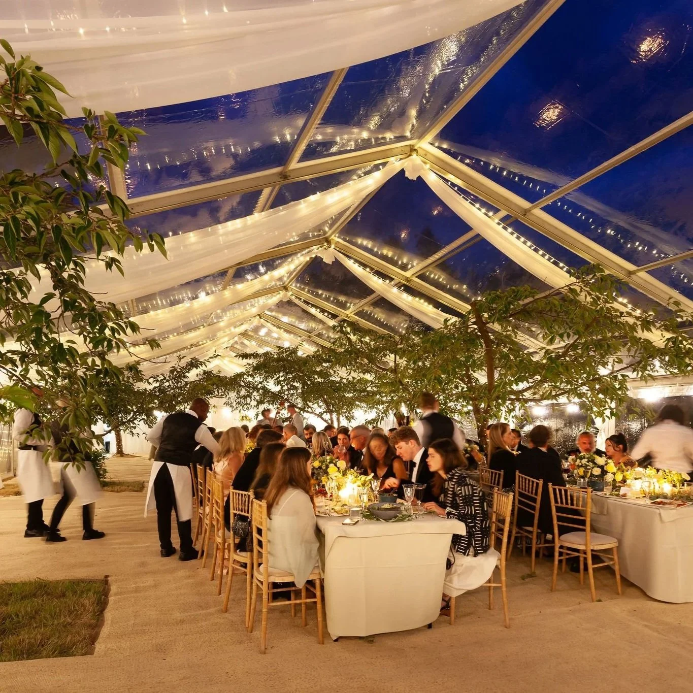 Elegant evening wedding reception inside a clear roof marquee, beautifully decorated with draped fabric, fairy lights, and live orchard trees. Guests dine at long banquet tables with white linens and gold Chiavari chairs, while waiters serve under a 