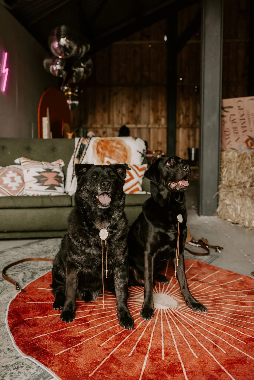 Two adorable dogs sitting proudly on a burnt orange sunburst rug inside The Giraffe Shed wedding venue in Wales. The stylish space features modern boho decor with patterned cushions, a green sofa, straw bales, and disco balls hanging above. The dogs 