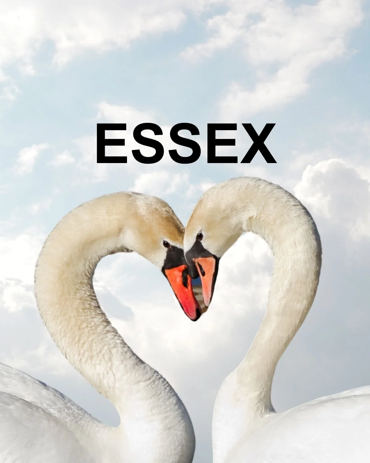 2 swans on a cloud background