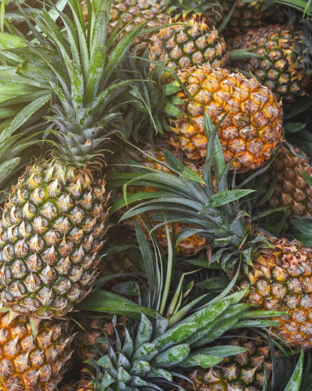 Pineapples.