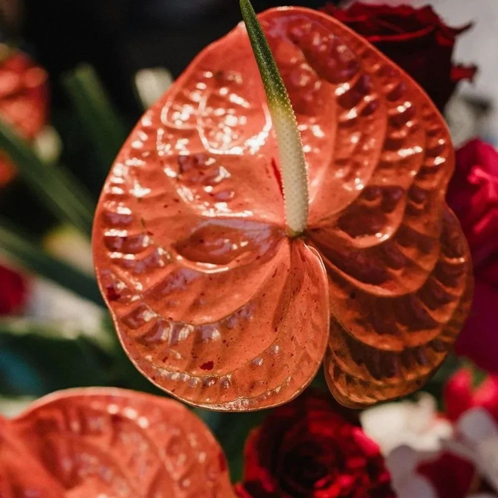 A close up of some red anthurium flowers. They are very shiny.