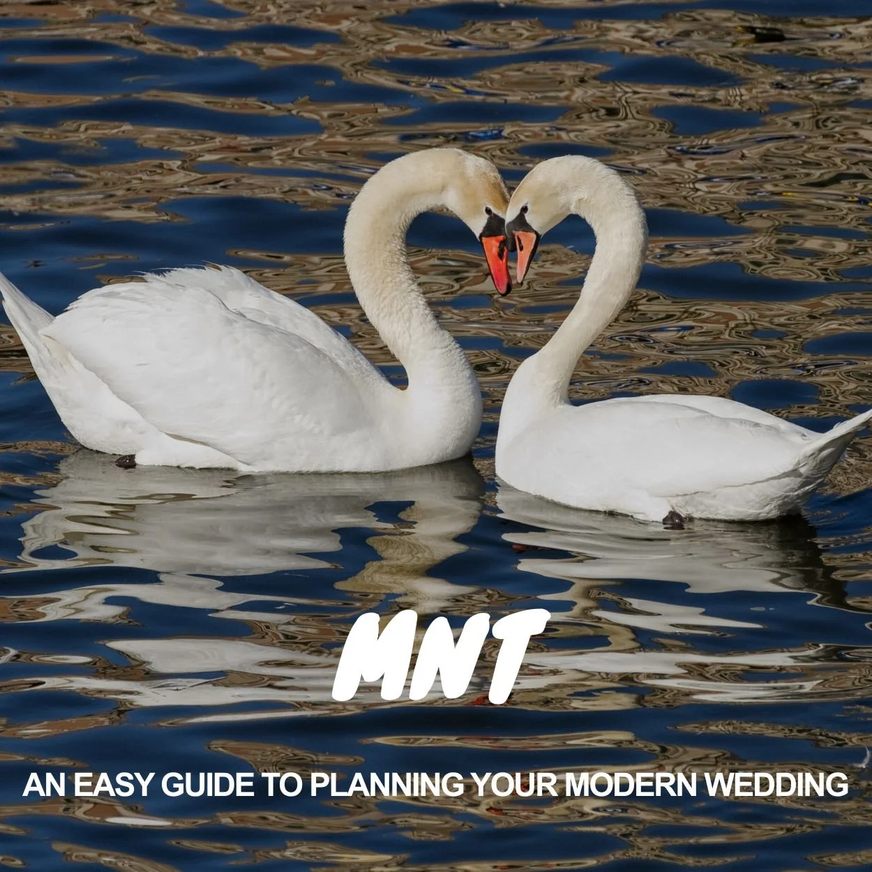 mnt-intro-easy-guide-to-planning-your-modern-wedding-swans-text.jpg