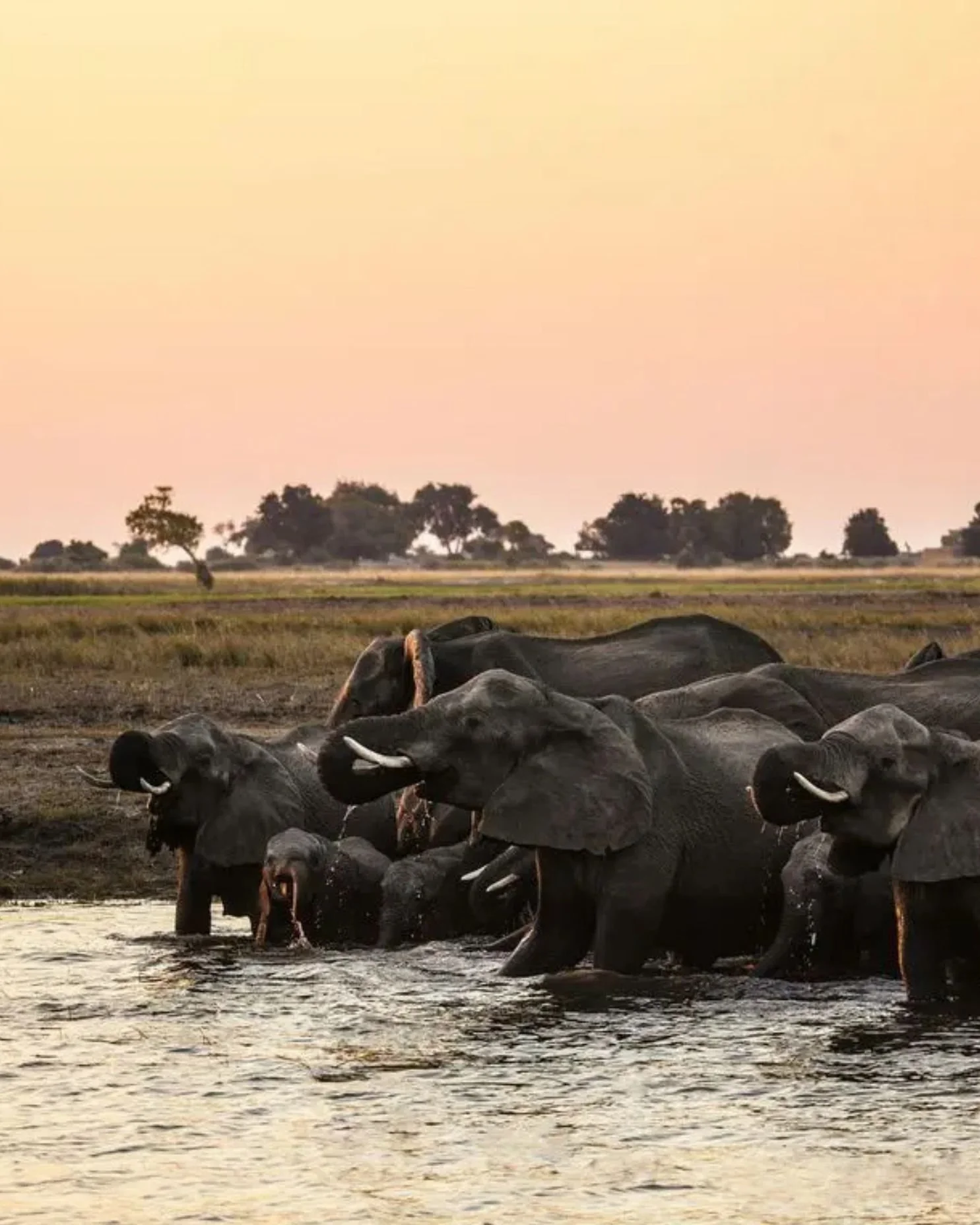 Safari animals washing themselves in Kenya. There is a beautiful sunset.