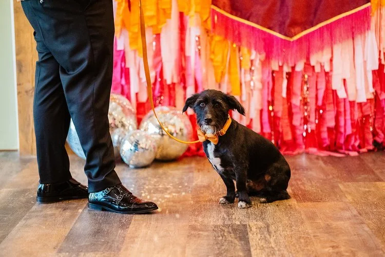 A small black dog wearing an orange bow tie sits indoors beside a person in formal black wedding attire, with colourful pink and orange streamers and silver disco balls creating a vibrant party backdrop. The playful scene captures a fun wedding momen