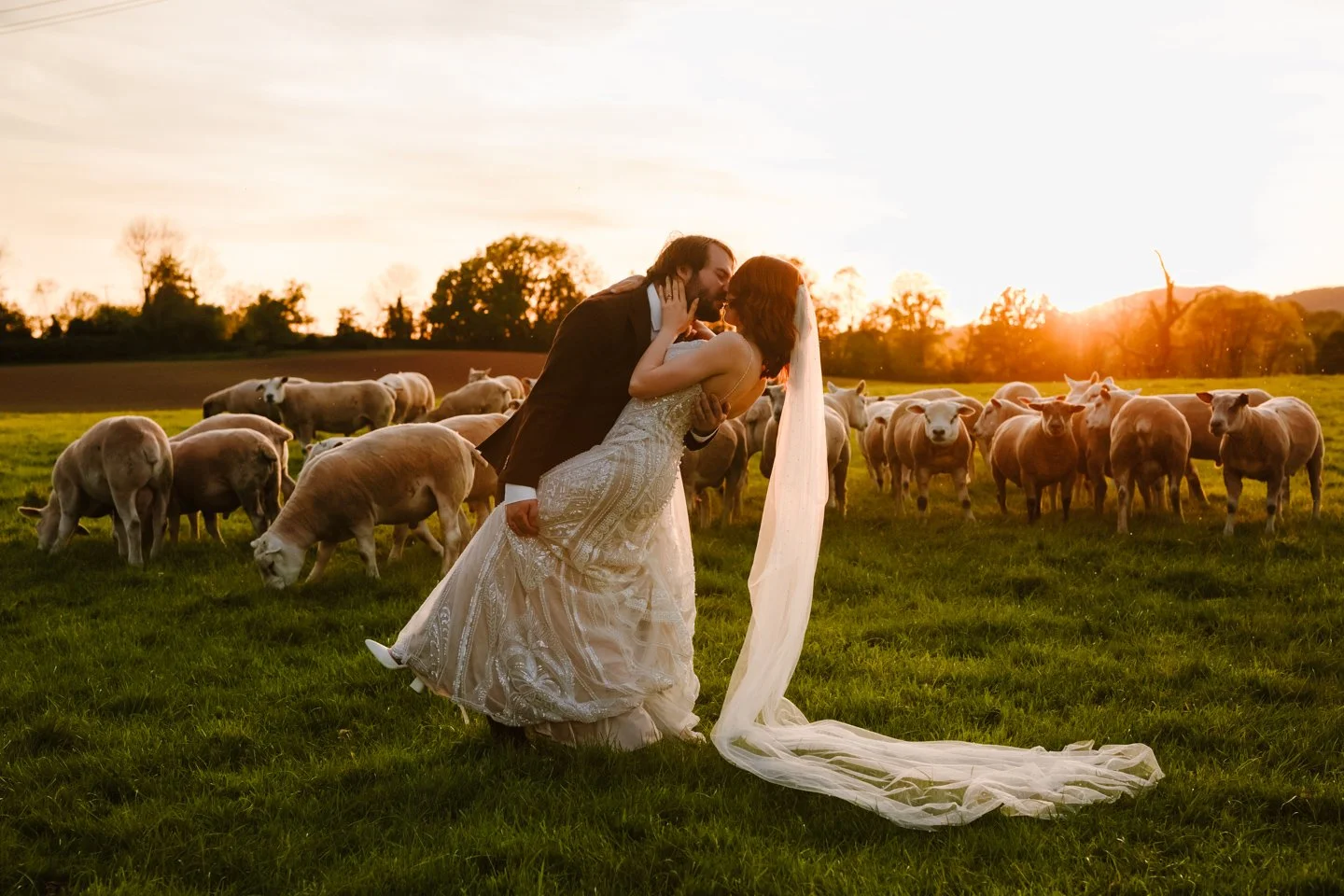 A romantic sunset wedding photo of a bride and groom kissing in a green field surrounded by a flock of sheep, captured by Bluebell Photo Studio. The groom dips the bride as her long veil flows across the grass, with warm golden-hour light creating a 
