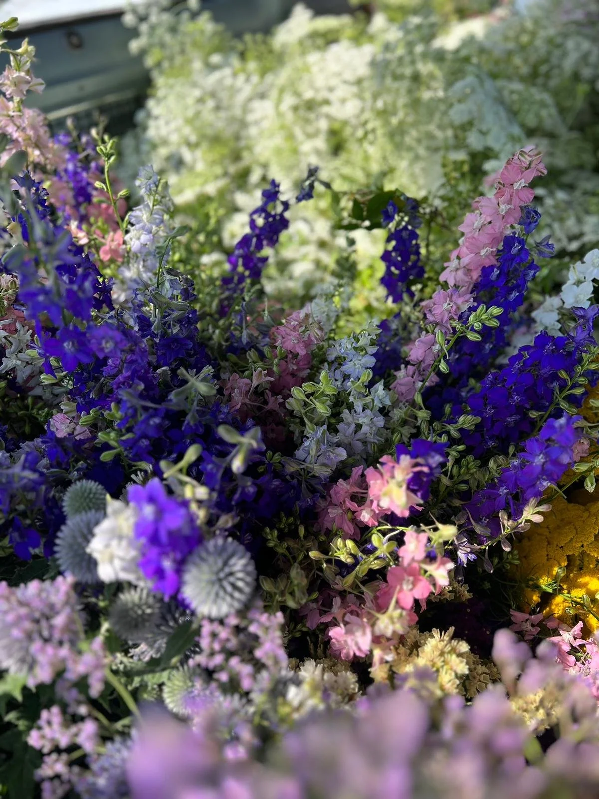 wards-farm-flowers-floristry-devon-purple.jpg