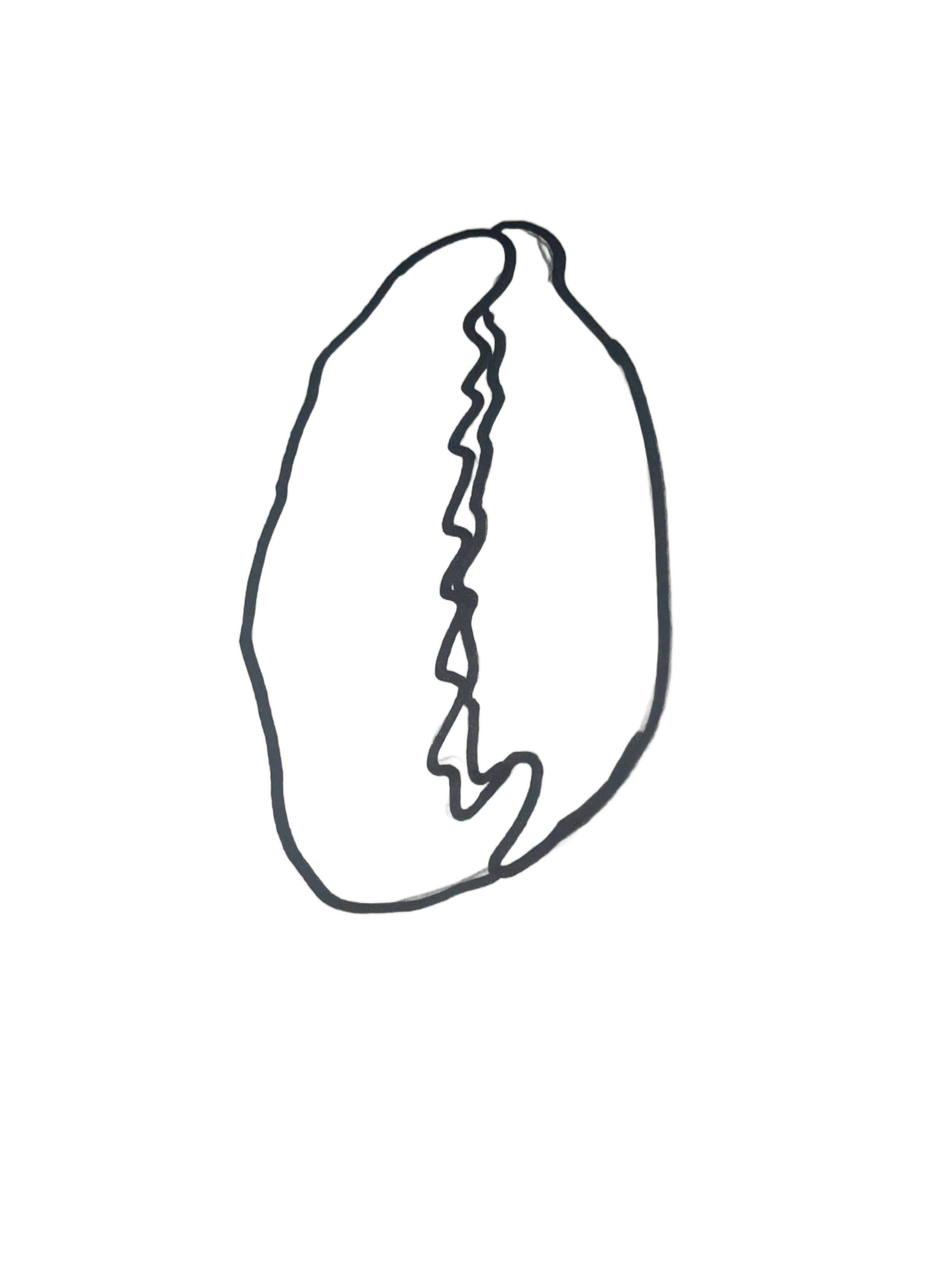 Free hand drawn cowrie shell, 2024
