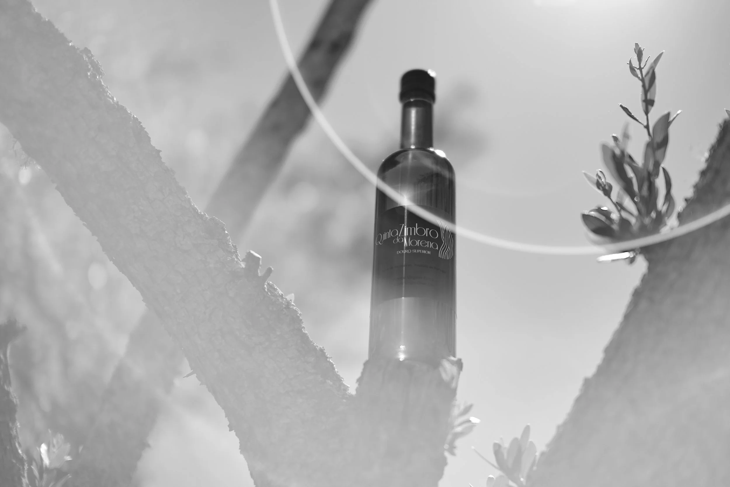 Garrafa de azeite extra-virgem em uma árvore