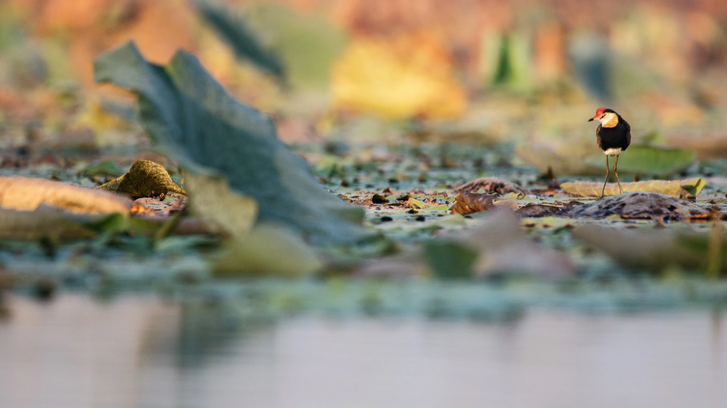 Comb-crested Jacana, Fogg Dam, Northern Territory.