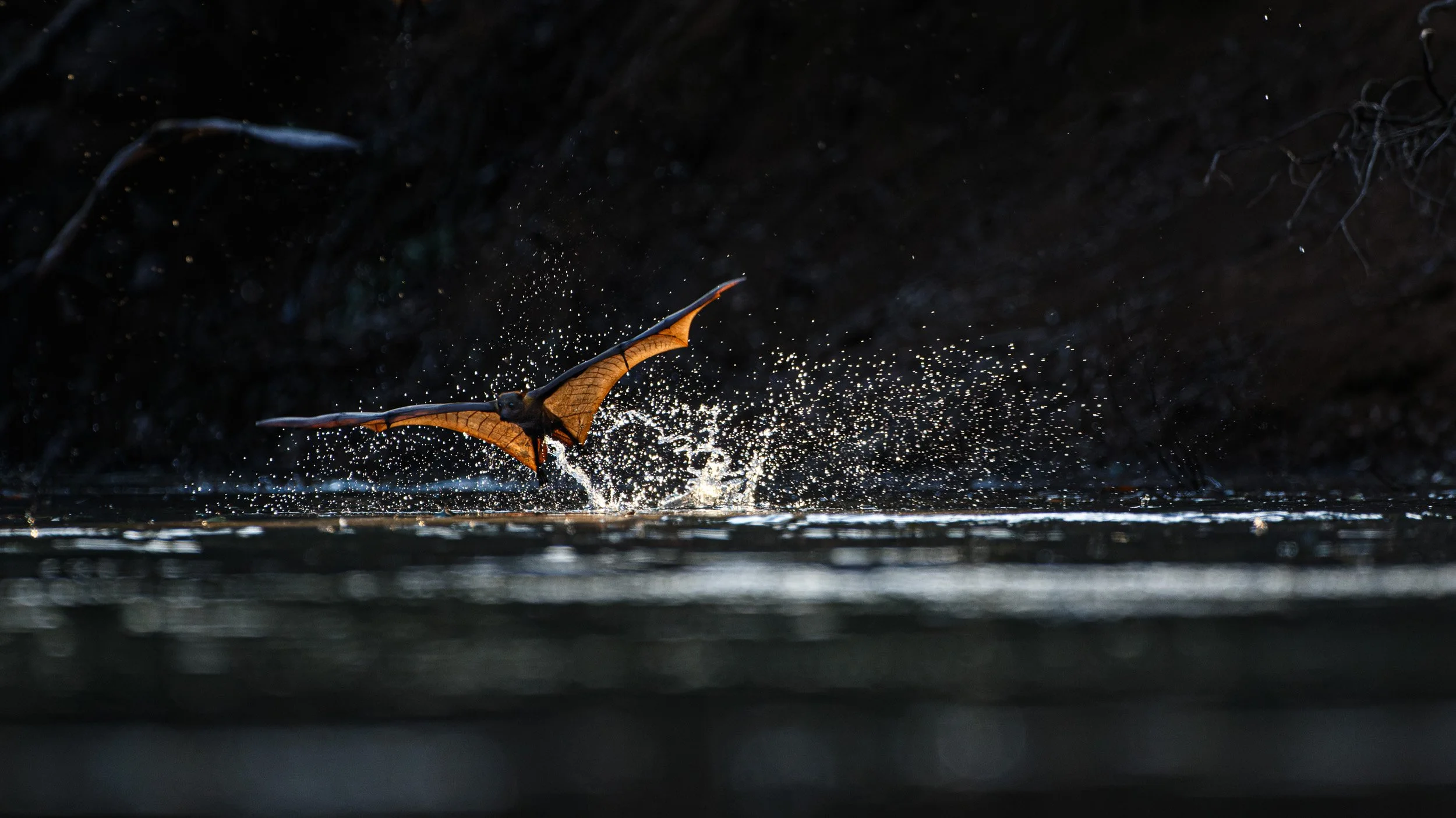 Little Red Flying-fox, Gulf Country, Northern Territory.