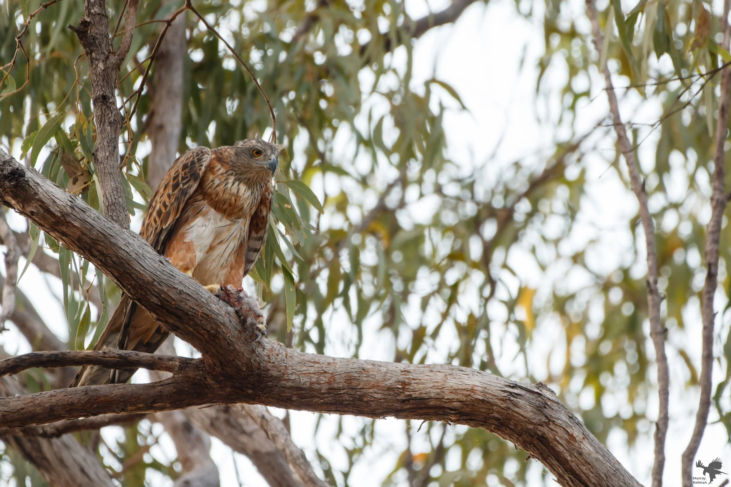 the elusive red goshawk