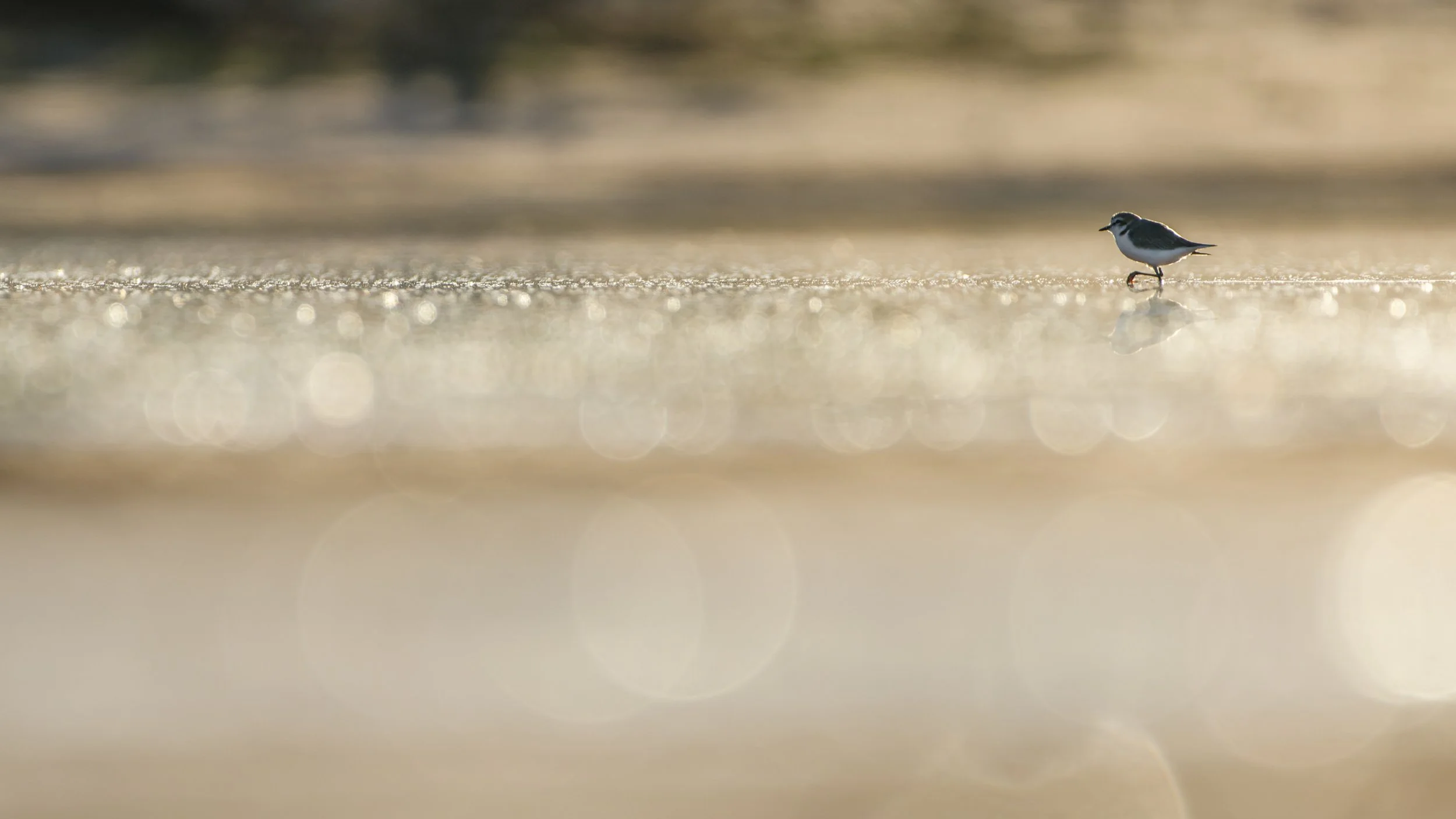 Red capped plover west of Cunnamulla