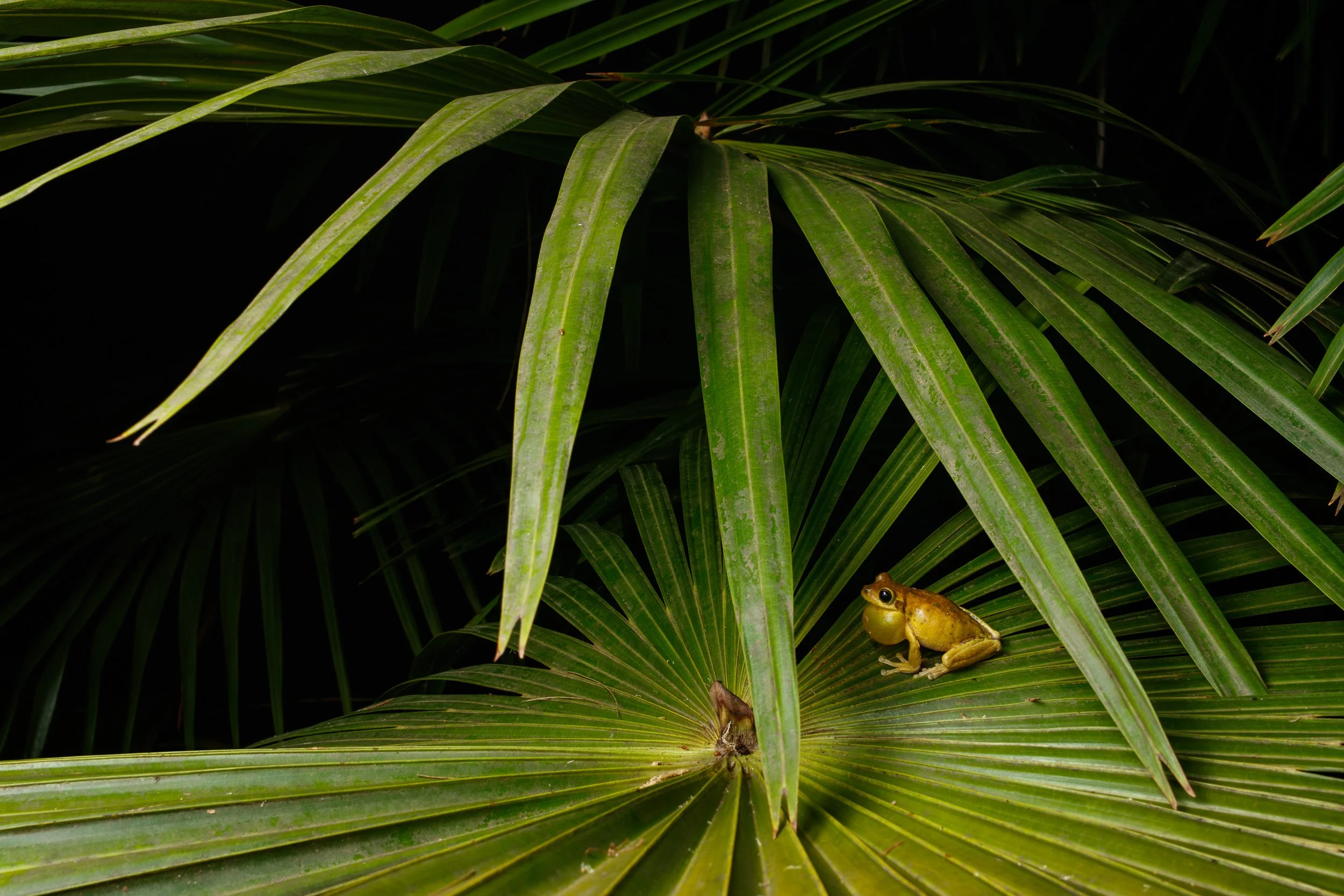 Tyler's Tree Frog, Smiths Lake, New South Wales.