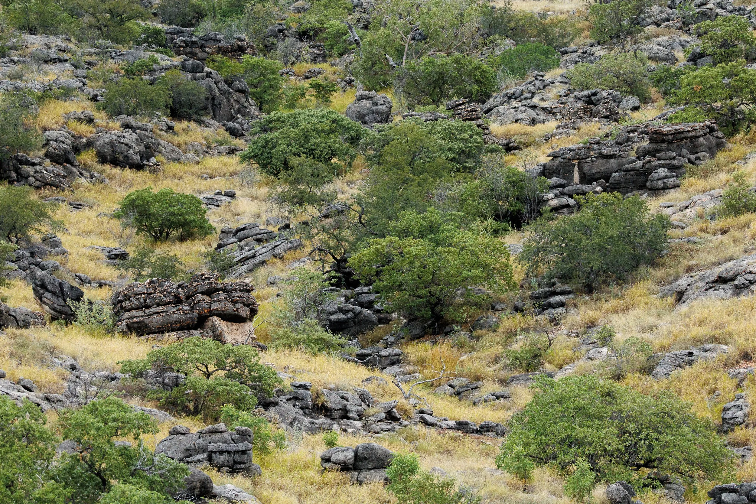 Riversleigh, Queensland.