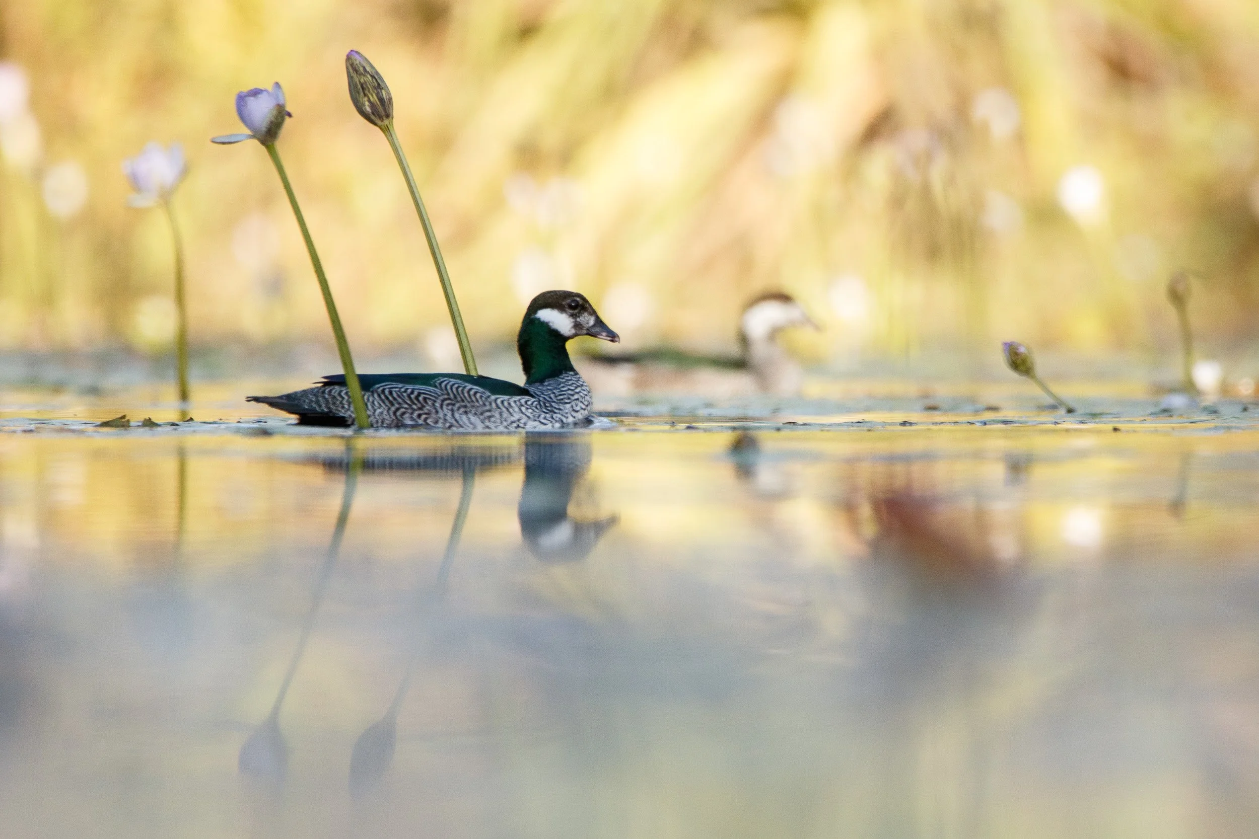Green Pygmy-Goose, Northern Territory.