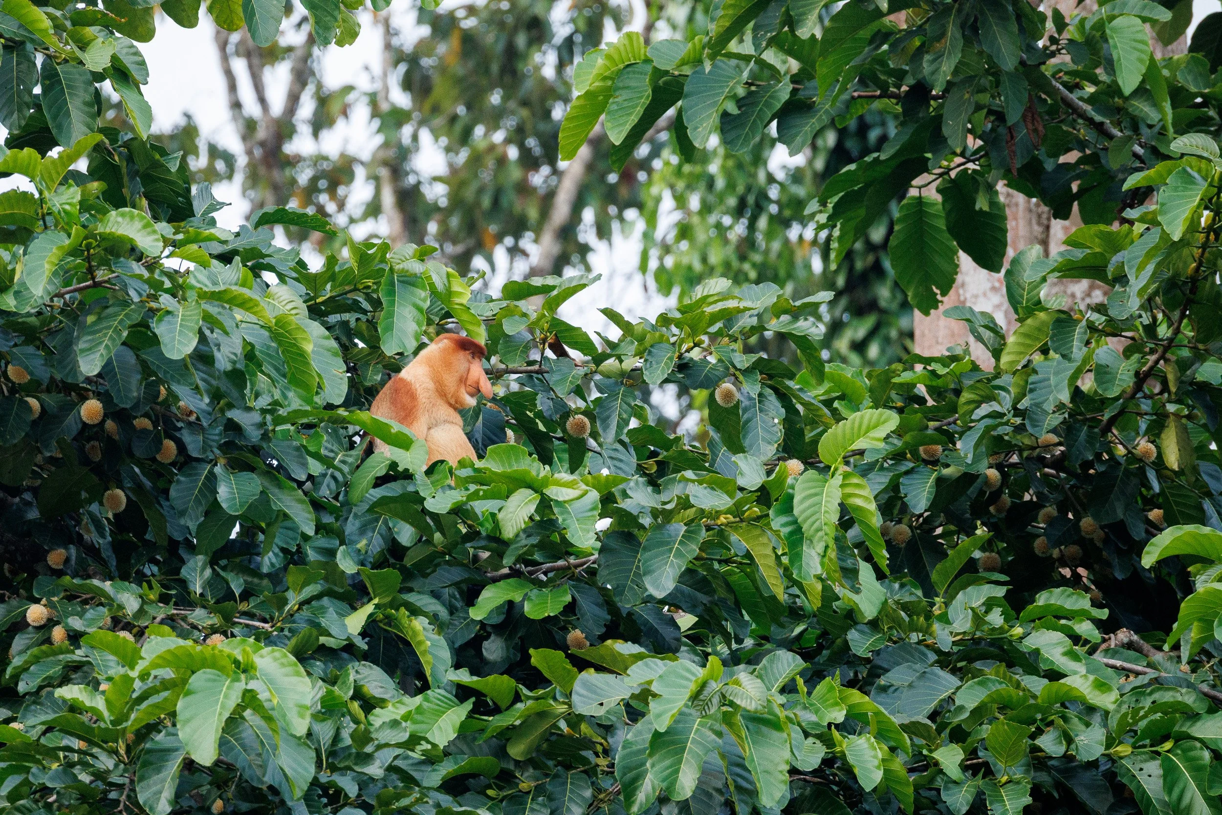 Proboscis Monkey, Kinabatangan River, Borneo, Malaysia.