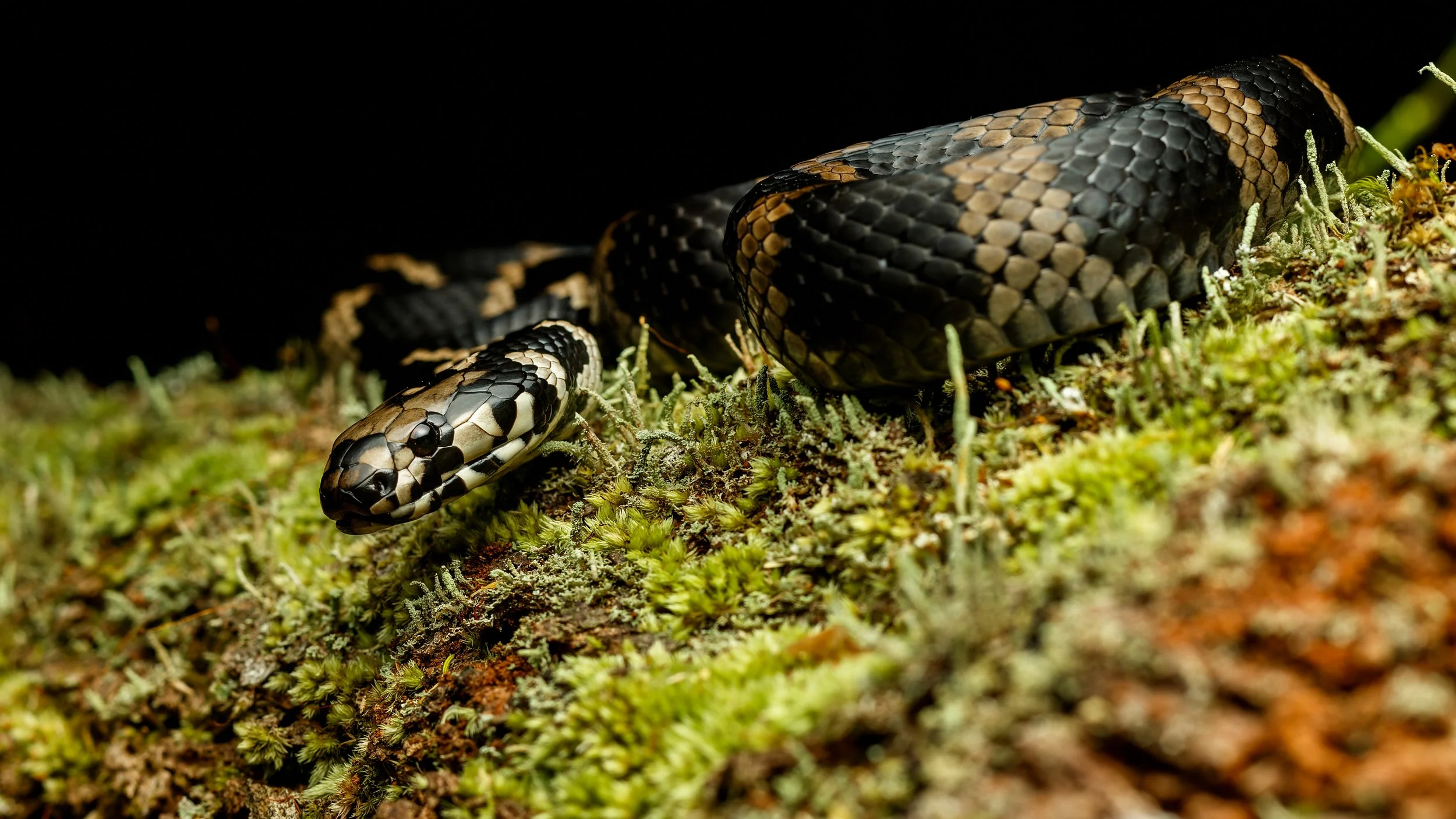 Murray Kelman Photography - image-117.jpg