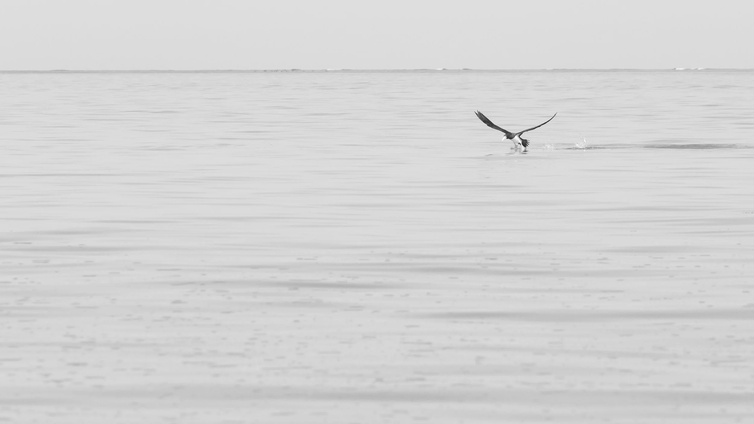 Brown Booby