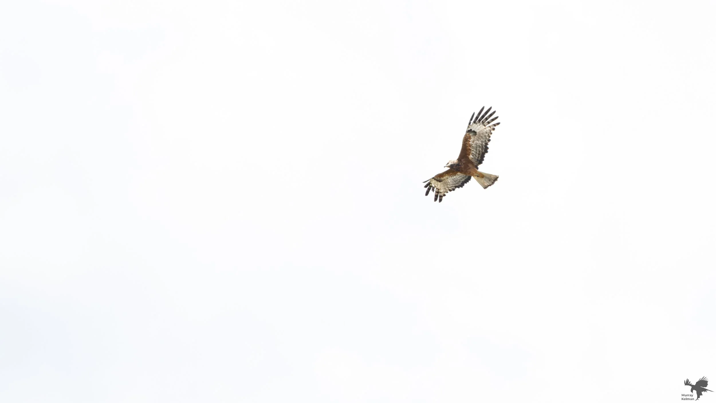 square-tailed kite