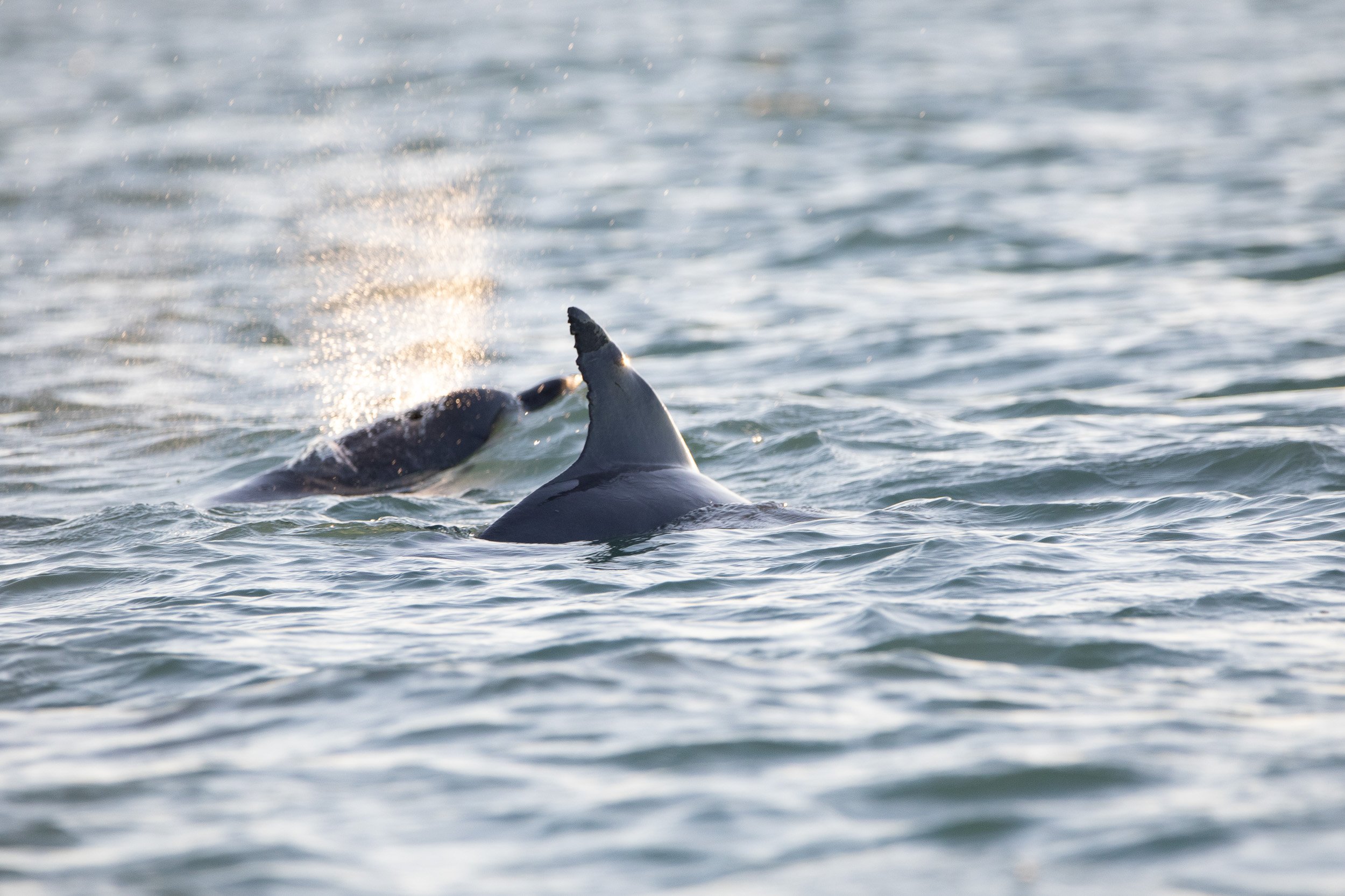 Australian Humpback Dolphins.