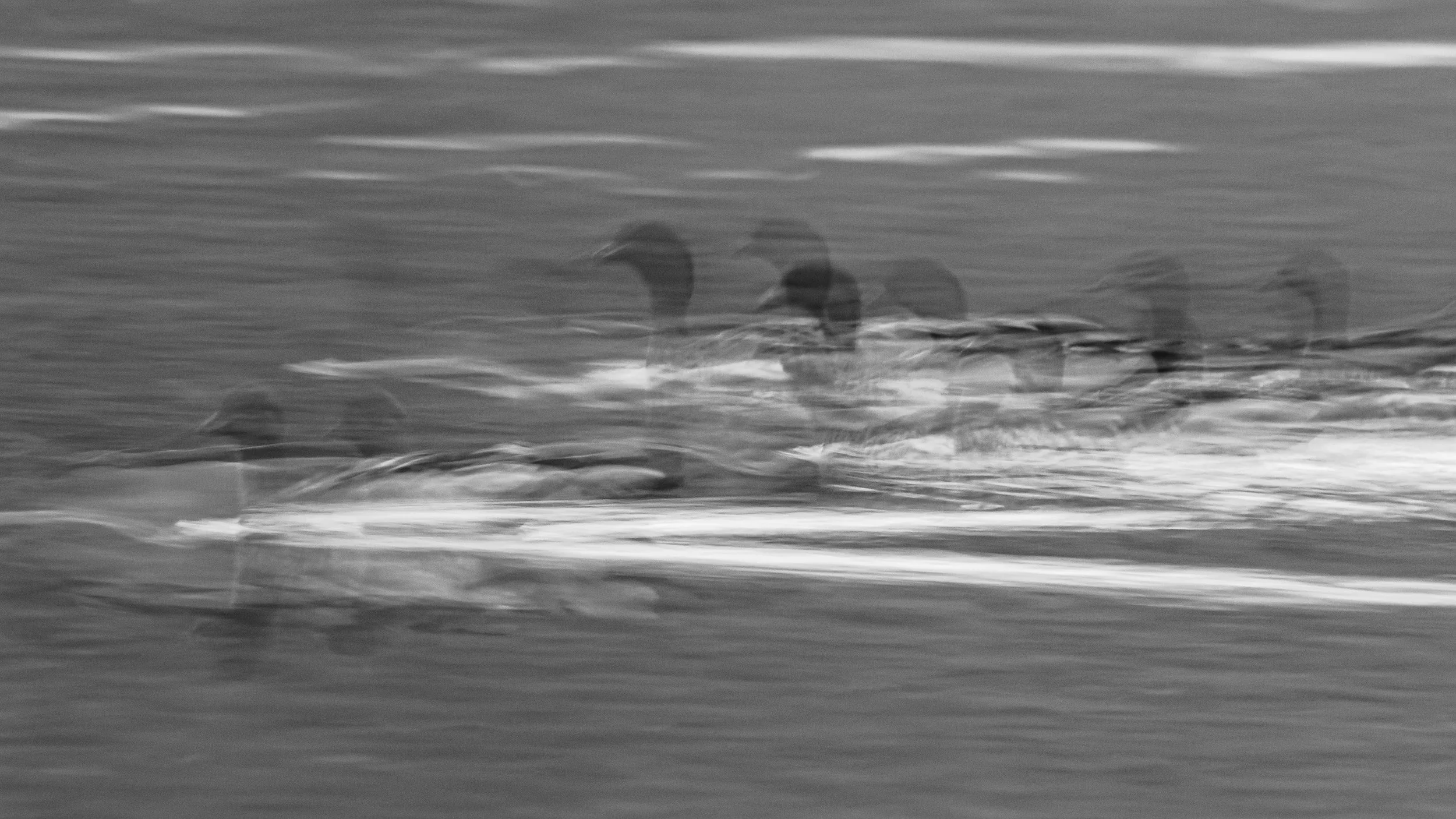 Australian Wood Ducks, Barmah National Park, Victoria.