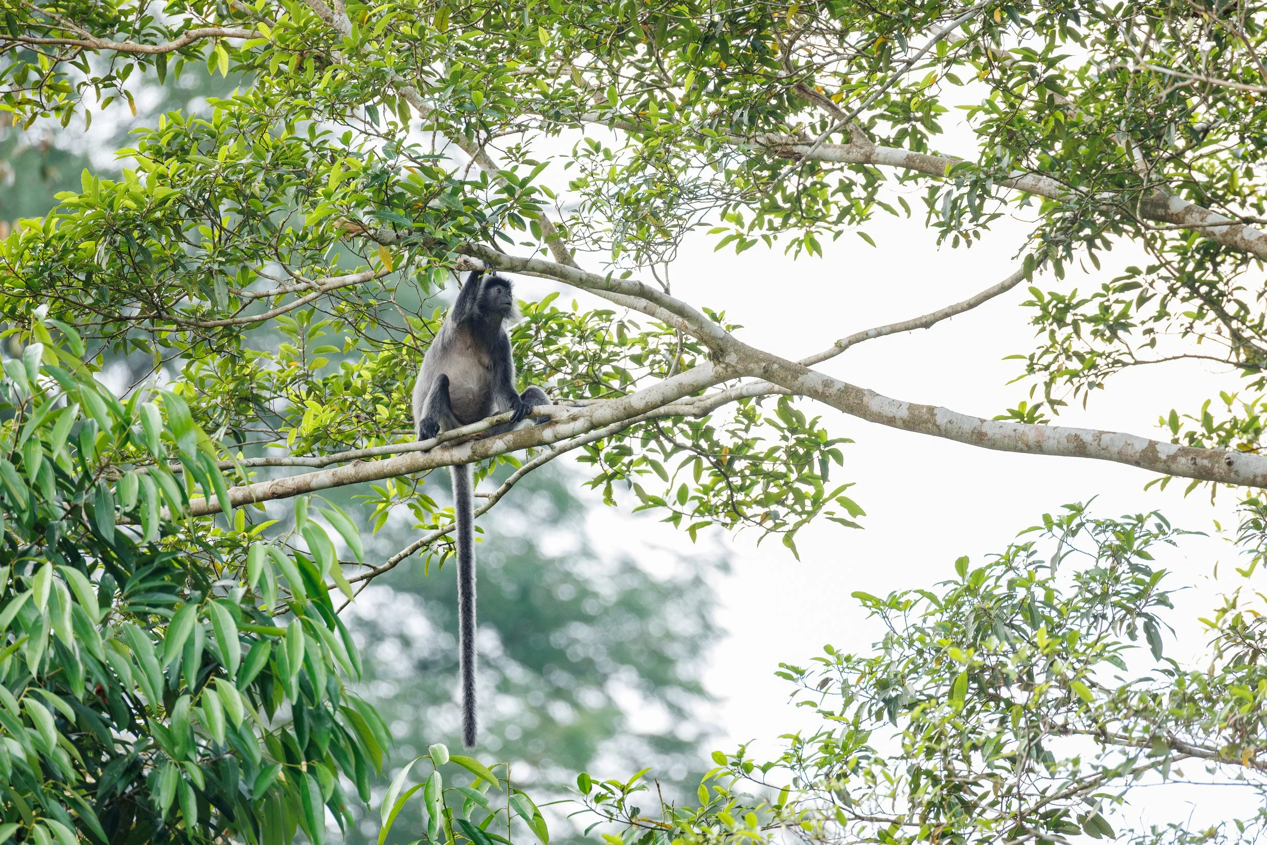 Silvered Langur, Kinabatangan River, Borneo, Malaysia.